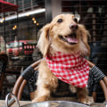 The Best Dog-Friendly Restaurants in Chicago, IL